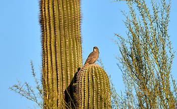 Animals, Sky, Bird, Cactus, Thorns, Prickles HD wallpaper