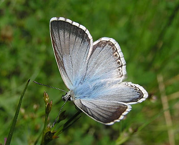 Cold feelings ..., blue, sunshine, soft, beautiful, wonderful, butterflies, soul, bugs, love, green, nature, forever HD wallpaper