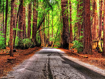 Forest path, summer, path, trees, road, beautiful, nature, forest HD wallpaper
