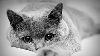 Animals, Cats HD wallpaper