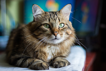 Animal, cat HD wallpaper