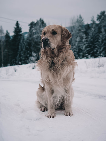 Animals, Winter, Snow, Dog, Muzzle, Labrador HD phone wallpaper