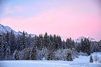 Nature, Trees, Mountains, Pink, Snow HD wallpaper