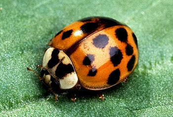 LADY BEETLE, lady, beetle, bug, insect HD wallpaper