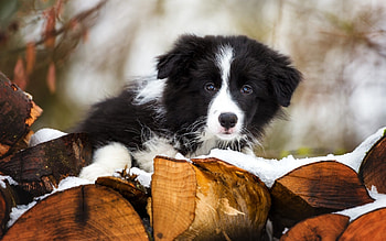Border Collie, Small fluffy puppy, Winter snow, Pets HD wallpaper