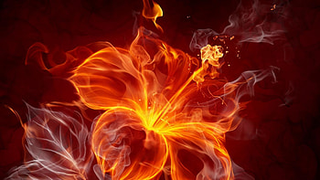 Flower-fire---backgrounds HD wallpaper