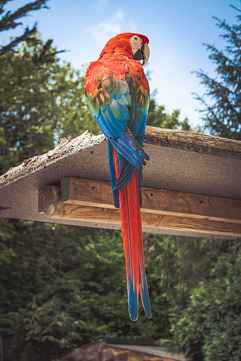 A colorful scarlet macaw sits on a wooden perch against a lush, green backdrop. Perfect for wildlife enthusiasts. HD phone wallpaper