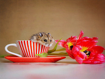 Mouse, tea, floral, mice, vermin, cups, refreshments, leaves, pets, rodents, autumn HD wallpaper