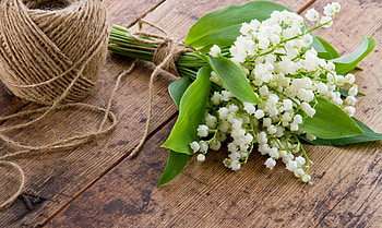 Captivating floral beauty, Rare and expensive flowers, Exquisite lily of the valley, Nature's luxury HD wallpaper