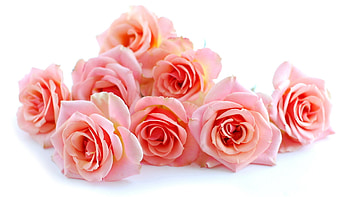 Roses in bloom, Blooming beauty, Stunning bouquet, and mobile backgrounds HD wallpaper