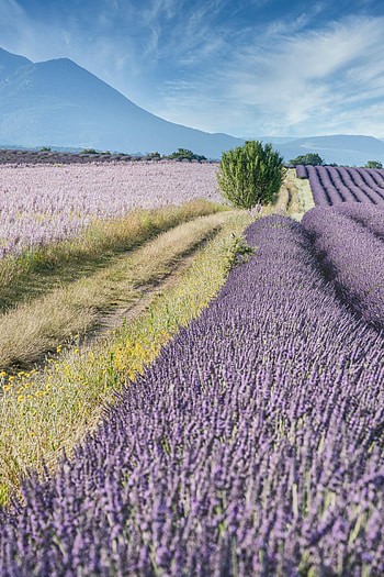 Nature, Bush, Field, Slope, Dahl, Distance, Lavender HD phone wallpaper