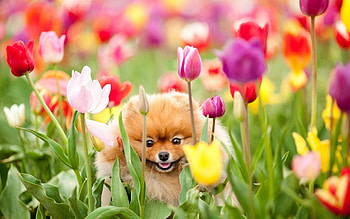 Animals, Flowers, Tulips, Dog, Field, Puppy HD wallpaper
