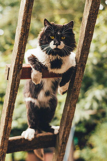 Animals, Cat, Fluffy, Pet, Sight, Opinion HD phone wallpaper