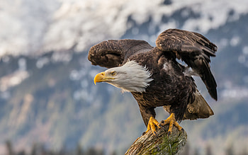 Bald eagle in , Majestic bird, Retina display beauty, Nature's splendor HD wallpaper
