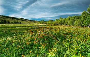 Lush summer meadow with vibrant wildflowers and trees under a dramatic sky. HD wallpaper