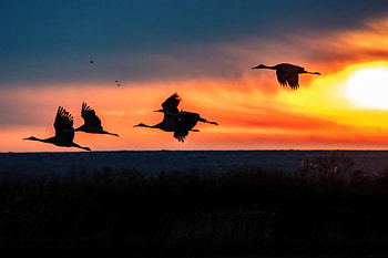 Cranes Take Off During Sunrise At The Bosque Del Apache National Wildlife Refuge, crane, birds, nature, sunrise HD wallpaper