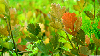 Coriander , Fragrant leaves, Aromatic herb, Culinary garnish HD wallpaper