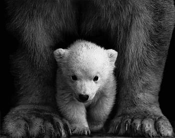 Black and white portrait of a polar bear cub sheltered between its mother's paws. HD wallpaper
