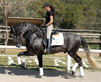 Lumbre The Andalusian Stallion, spanish, andalusian, horses, spanish horse, grey, animals, lumbre, dapple HD wallpaper