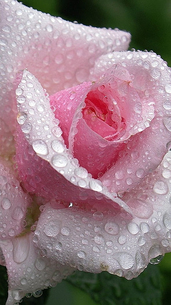 Beautiful Rose, Water Drop, Pink Rose HD phone wallpaper