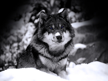 Mysterious wolf Wolves Animals HD wallpaper
