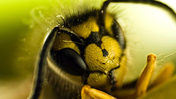 Bee, Bee , High resolution, beauty HD wallpaper