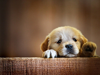 Puppy, Dog, Sweet, Sad, Brown HD wallpaper