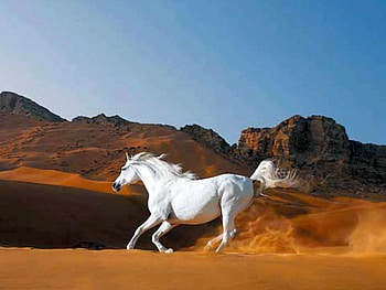 White Horse, animal, graphy, shot, excellent HD wallpaper