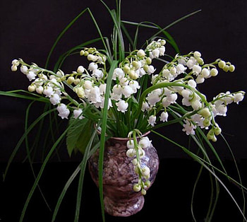 Spring Flowers, white, black background, flower vase, flowers, spring HD wallpaper