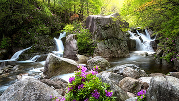 Forest Waterfall, river, trees, flowers, rocks, blossoms HD wallpaper