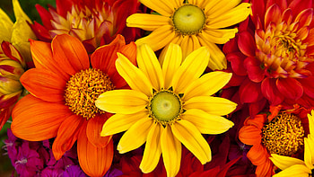 Gerberas, Flower Bouquet HD wallpaper