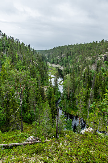 Nature, Rivers, Trees, Forest, Fir, Spruce, Dahl, Distance HD phone wallpaper