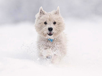 White Puppy, puppy, white, , cool, westie HD wallpaper
