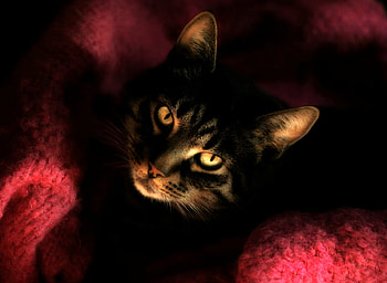 Pretty Cat, animal, eyes, face, furry, cat, pet, domestic HD wallpaper