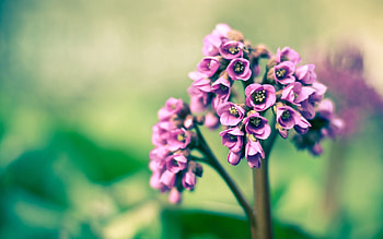 Lilac, Flower, Macro, Shine, Light, Bright HD wallpaper