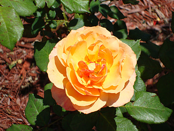 Sunshine Buttercup Rose, rose, sunshine, buttercup, florida HD wallpaper