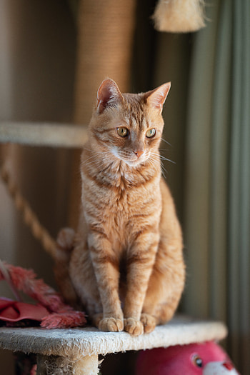 Animals, Cat, Pet, Sight, Opinion, Redhead HD phone wallpaper