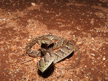 Boiga, Common cat snake, Inaturalist , Reptile sightings HD wallpaper