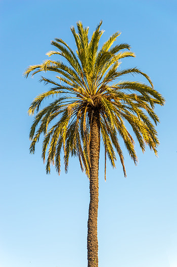 Nature, Leaves, Palm, Branches, Lonely, Alone HD phone wallpaper