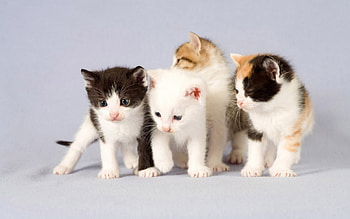 Beautiful Kittens, white, beautiful, black, kittens HD wallpaper