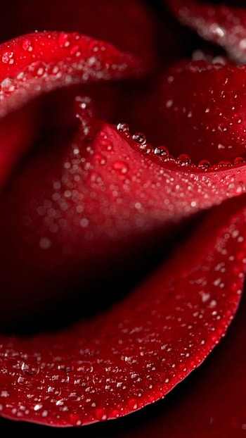 Rose Flower, Red Theme, Flower Background HD phone wallpaper