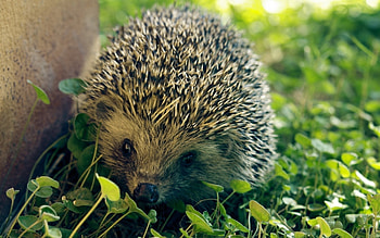 Animals, Hedgehogs HD wallpaper