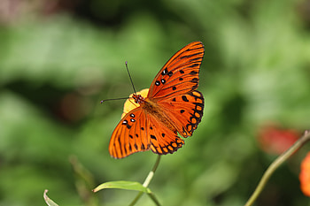 Macro, Brown, Insect, Butterfly HD wallpaper