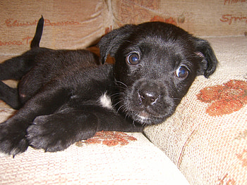 cute puppy, dog, puppy HD wallpaper