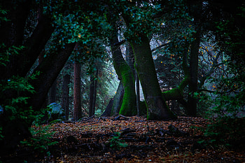 Nature, Trees, Autumn, Forest, Foliage, Moss HD wallpaper