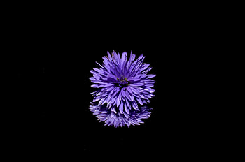 Blossom Purple Flower Black Background Reflection, blossom, purple, flower, background HD wallpaper