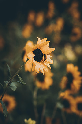 Flowers, Flower, Petals, Bee, Sunflower HD phone wallpaper