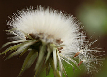 FIELD FLOWER, natural, seeds, dandelion, spring, fluffy, close up, summer, flower, fields, , nature, weed, macro HD wallpaper