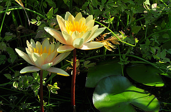 Flowers, Water, Leaves, Water Lilies, Couple, Pair, Stems HD wallpaper