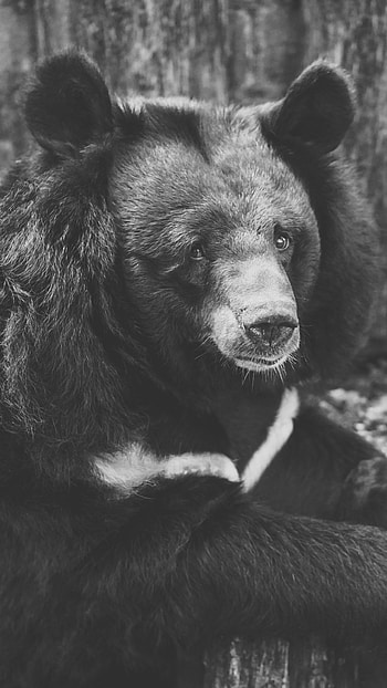 Taiwanese black bear, Bears HD phone wallpaper